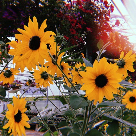 Welcome to My Closet!!💛 - Picture 2 of 3